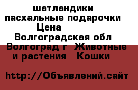 ''шатландики'' пасхальные подарочки › Цена ­ 2 000 - Волгоградская обл., Волгоград г. Животные и растения » Кошки   